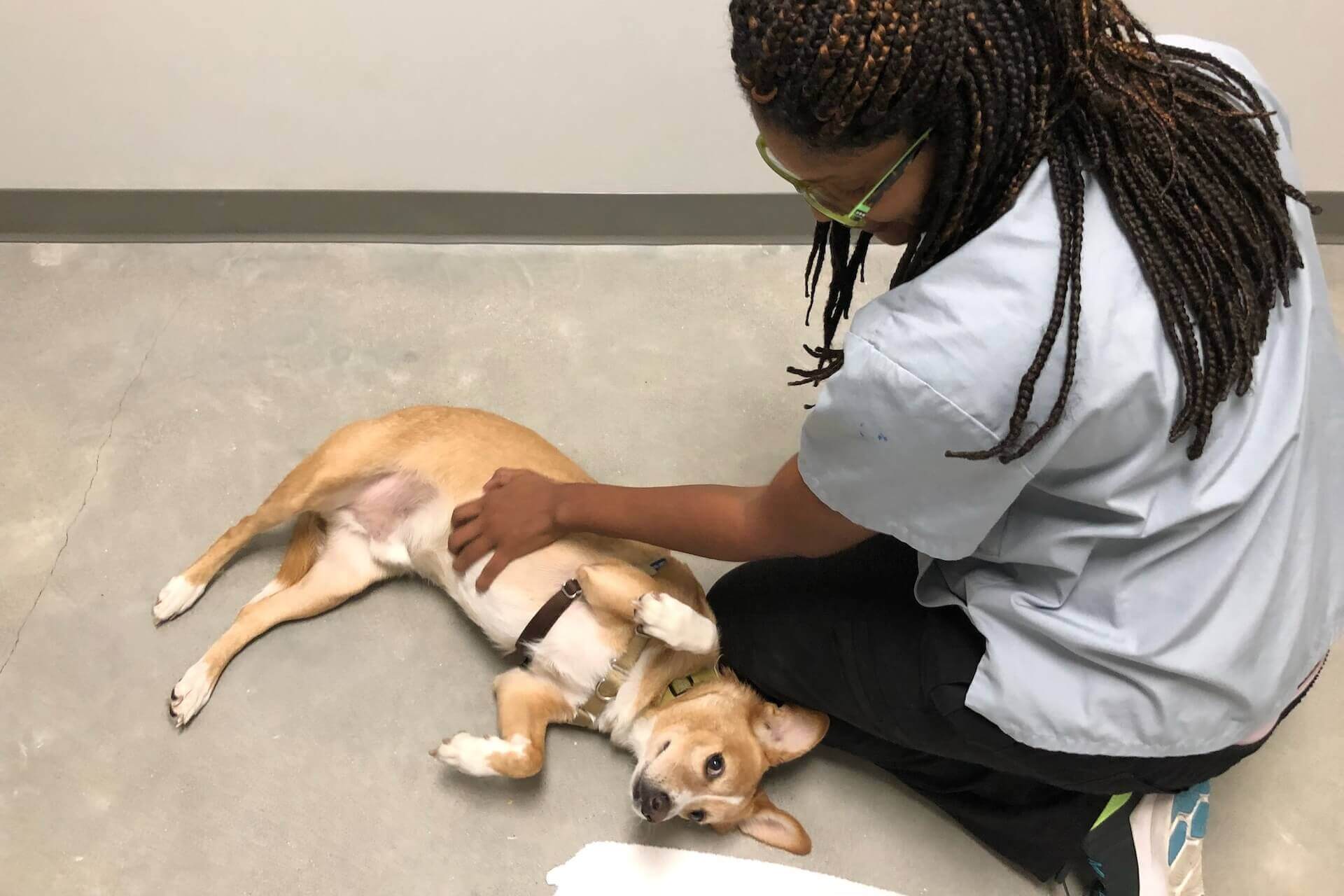 Staff member at the practice stroking a dog and making him comfortable