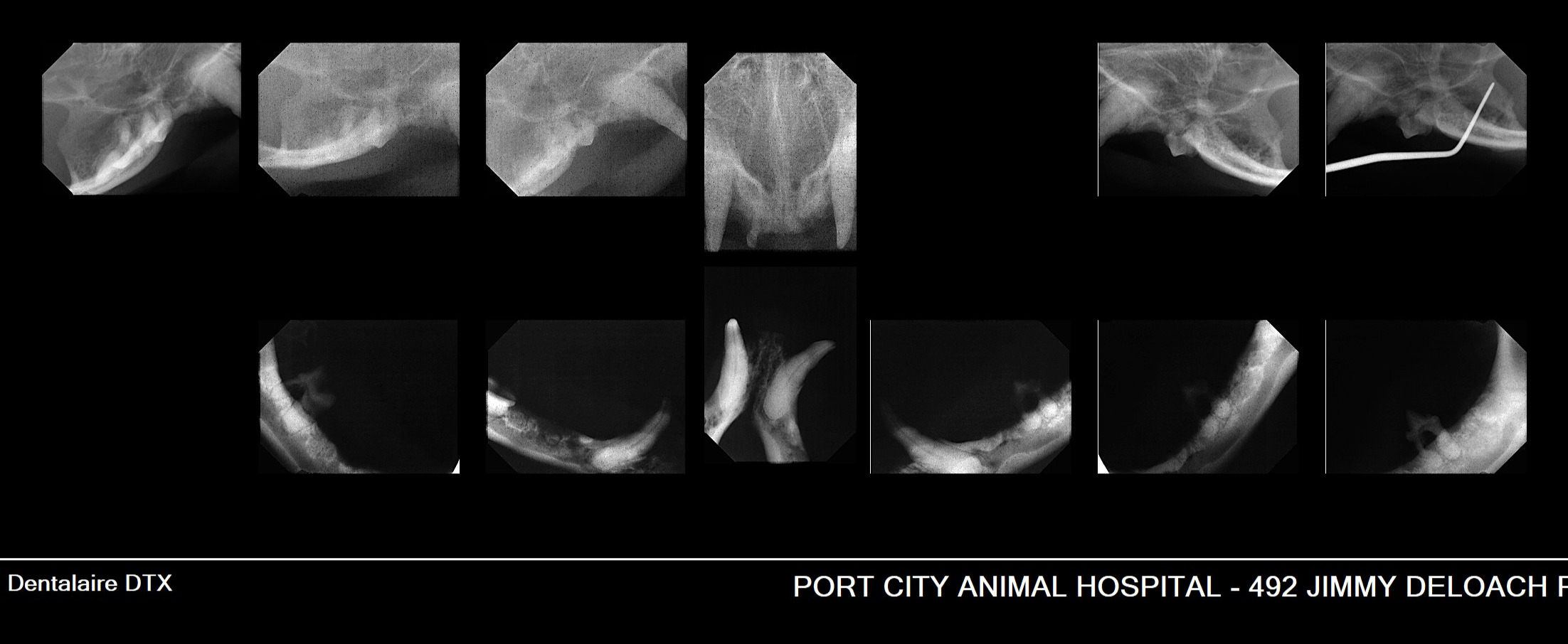 Radiographs &mdash; cat patient with stomatitis