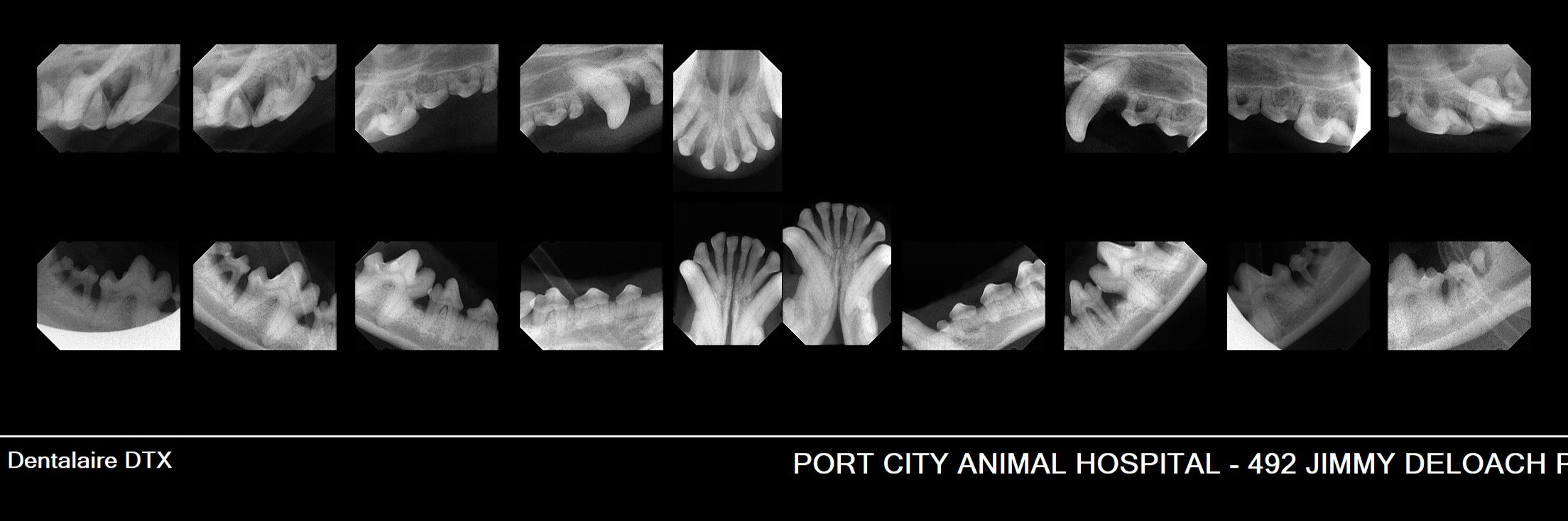 Dog Dental X-ray