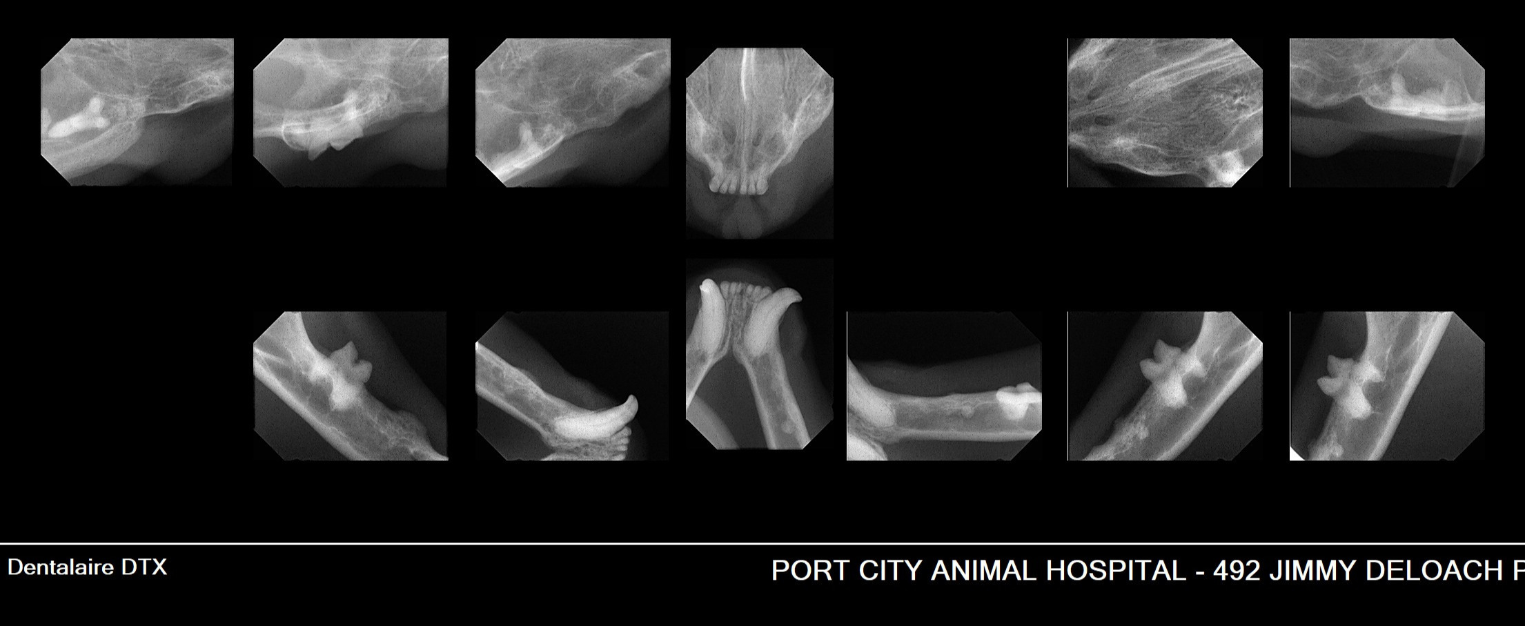 Grade 1 feline dental patient radiographs