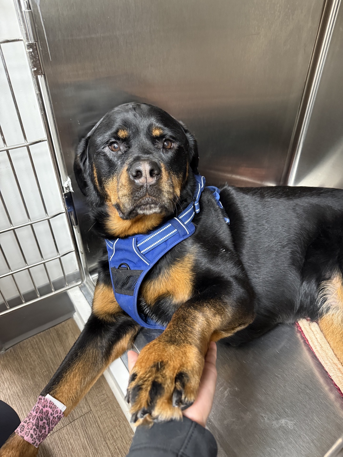 Dog post-op