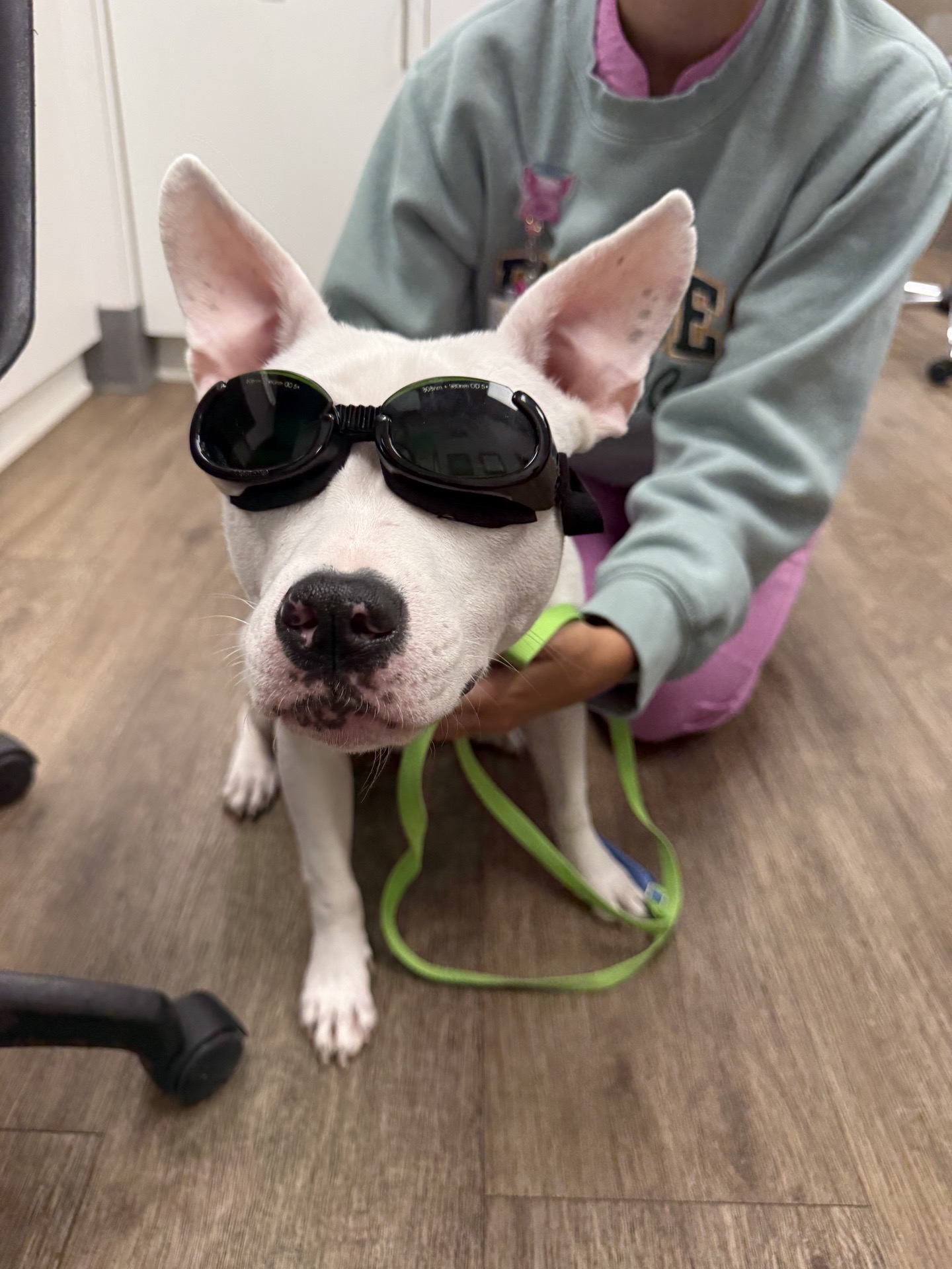 Dog laser therapy session