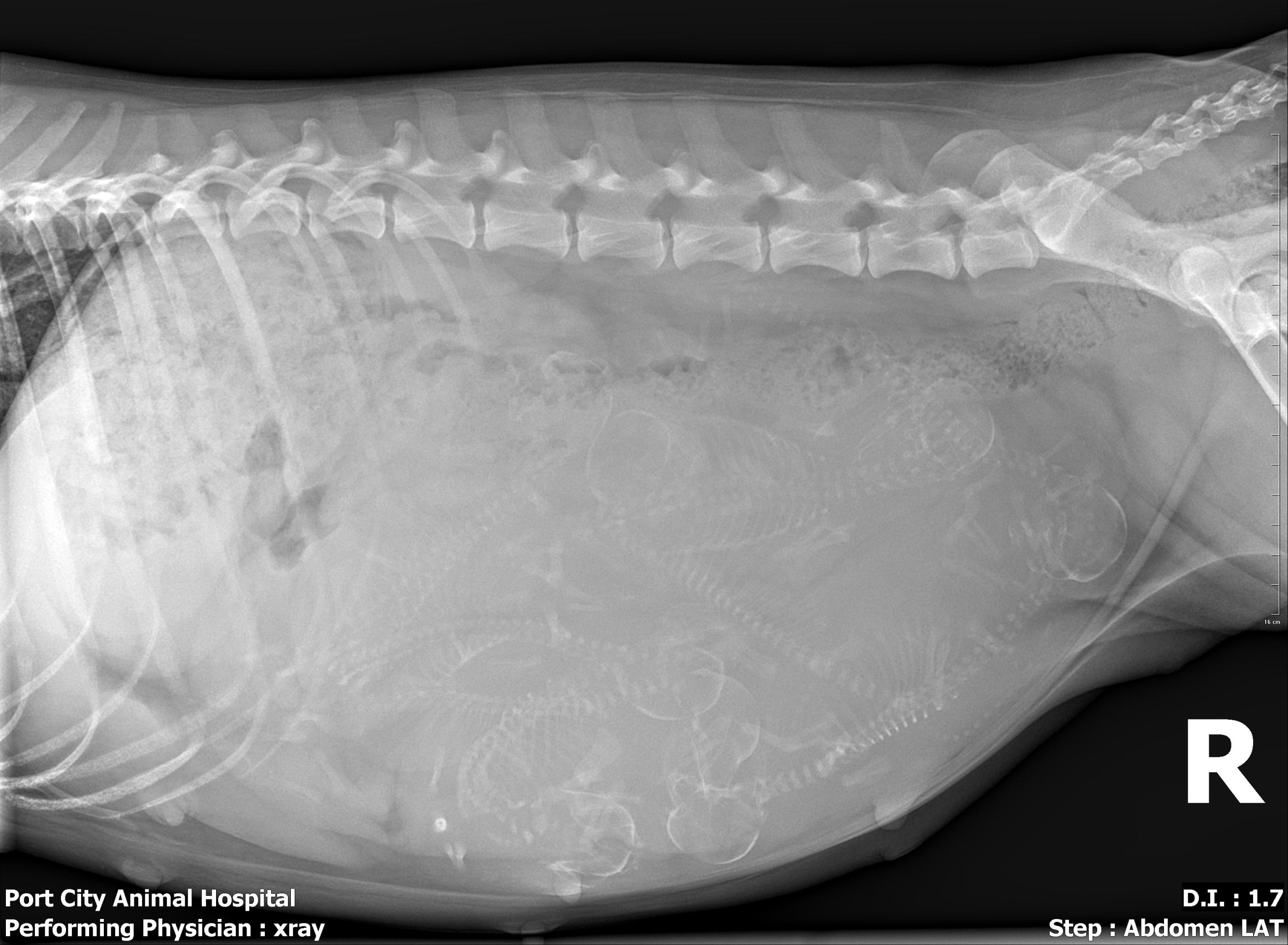 Puppy count radiograph