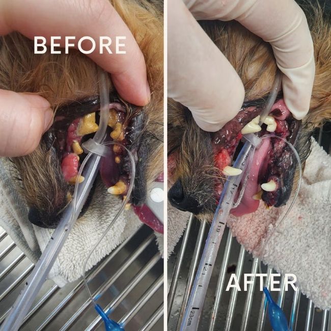 Dog Dental &mdash; Grade 4 (Before and after)
