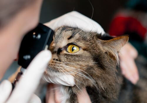 Cat eye exam at veterinary hospital