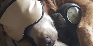 Snooze