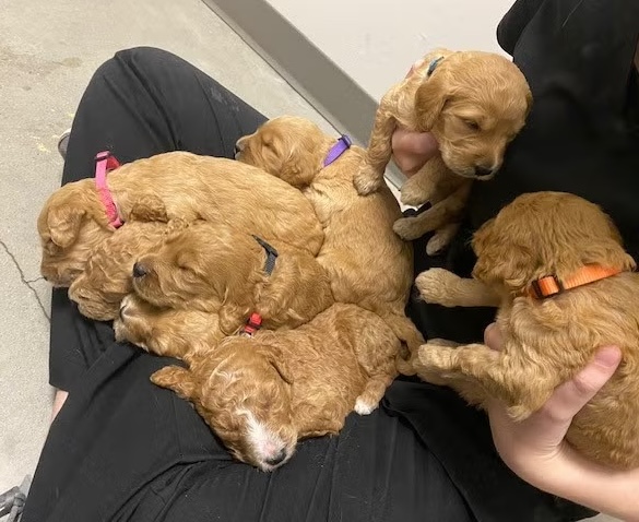 Reproductive care at Port City Animal Hospital