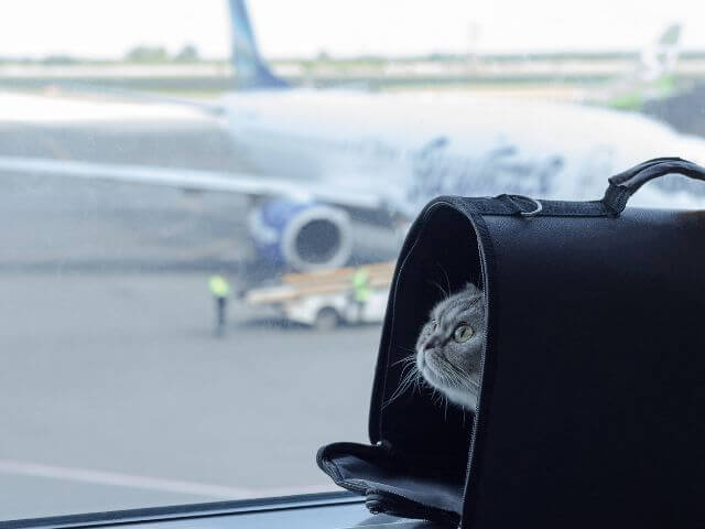 International pet travel &mdash; cat travelling safely with carrier in airport.