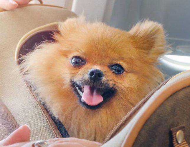 How to Bring a Dog into the US - small dog in a bag on a plane