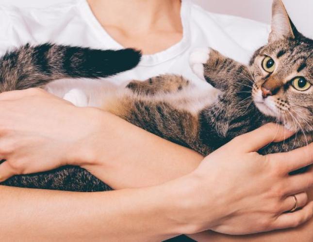 An owner holding their new cat