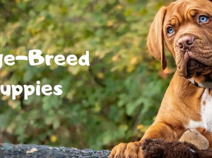 Large-Breed Puppies