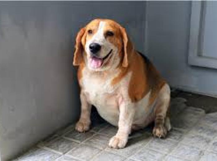 Pet Obesity Awareness Day: 6 Tips to Keep Your Dogs and Cats Healthy