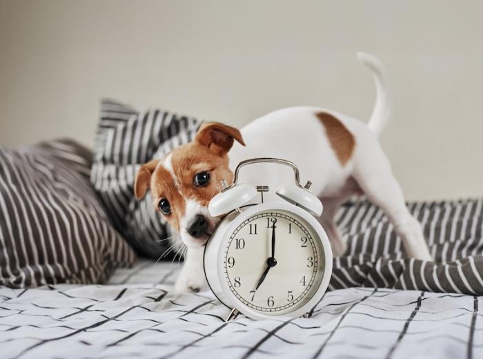 Spring Forward! Some Tips for Pet Owners