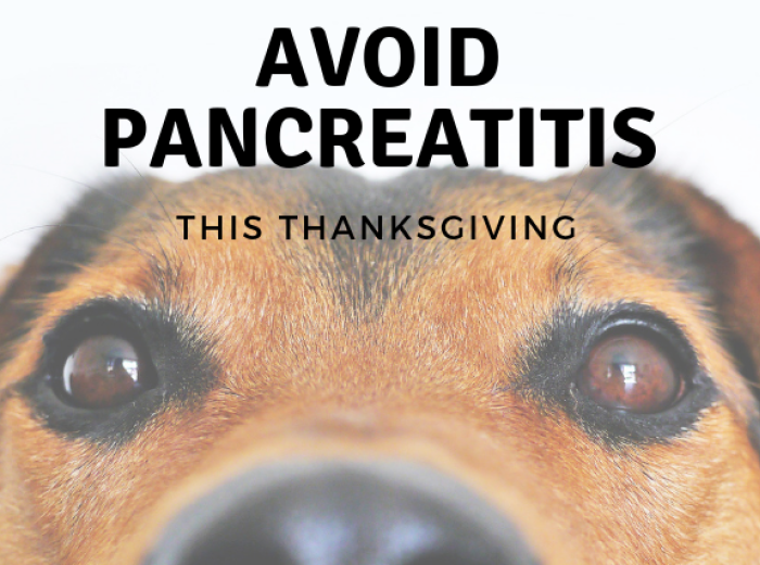 Avoid Pancreatitis This Thanksgiving