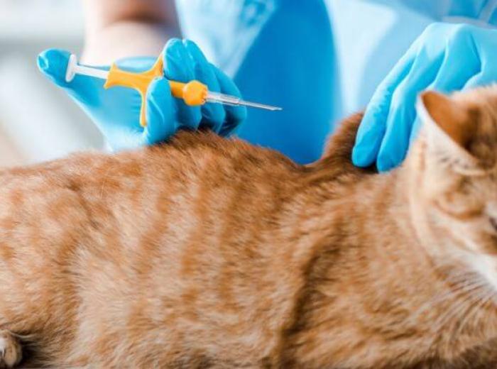 Check the Chip: Answers to Common Microchipping Questions