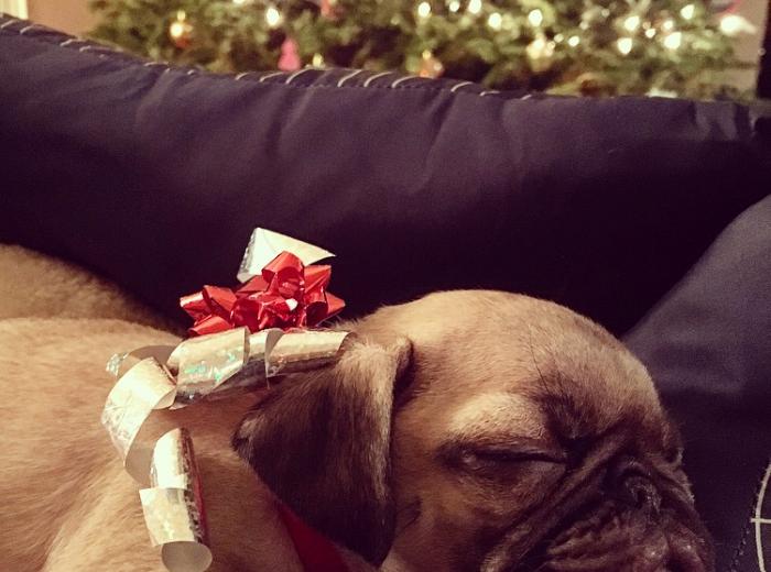 I Got a Puppy for Christmas! Now What?