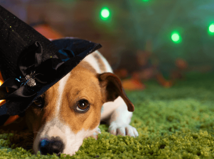 How to Have a Ghoulishly Great Halloween While Keeping Your Pets Safe