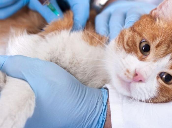 Are Low-Cost Vaccine Buses a Scam? Don't Put Your Pet at Risk