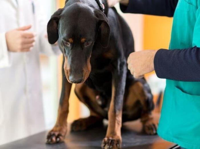 Signs of Dog Cancer That You Should Never Ignore