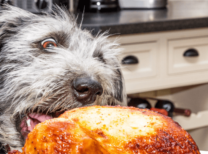Thanksgiving Pet Hazards to Avoid this Holiday Season